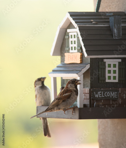 Oiseaux du jardin qui mangent des graines devant leur abri décoré  photo