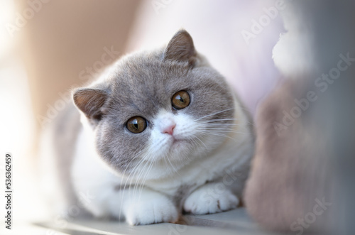 Britisch Kurzhaar Kitten  Luxus Katzen