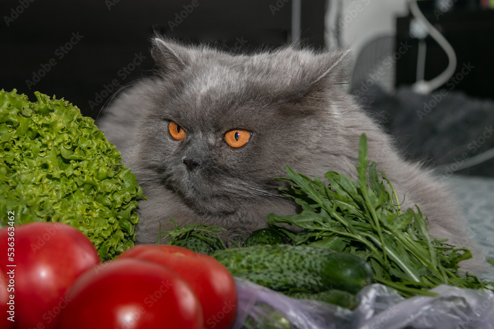 Ταπετσαρία A beautiful British longhair cat lies among tomatoes, cucumbers, arugula and lettuce