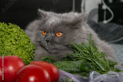 A beautiful British longhair cat lies among tomatoes, cucumbers, arugula and lettuce. Vegetarian cat. Close-up. photo
