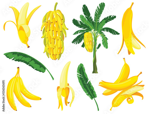 Tropical bananas palm trees with growing bunch, leaf, fruits, ripe cluster peeled slices foliage textural collection. Palms foliage and leaves