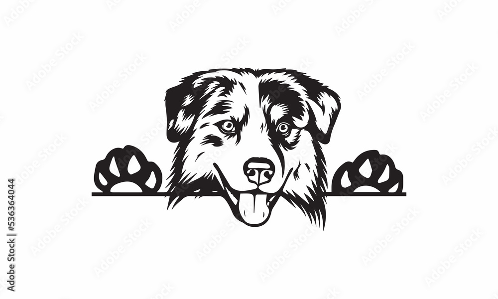 Australian Shepherd Peeking Aussie Dog Breed K9 Animal Pet Hound