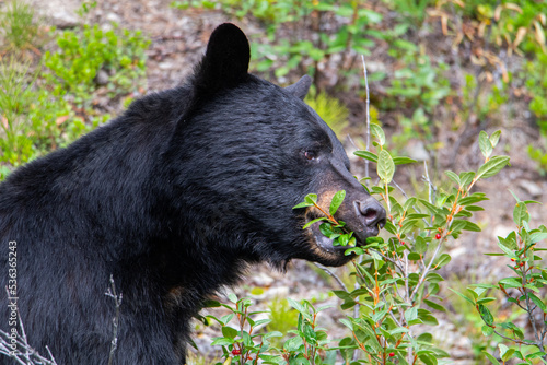 A black bear eating berries from a bush