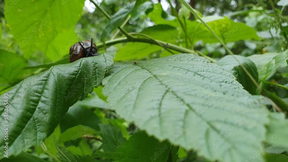 Big snail in shell on a green leafin the forest Big snail in shell on a green leafin the forest