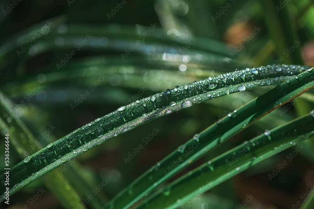 Fresh green grass with dew drops close up Fresh green grass with dew drops close up