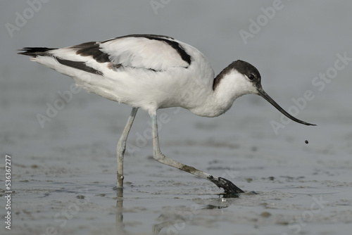 Pied avocet at Tagus estuary, Portugal