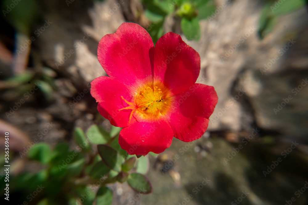 close up of red flowers with yellow pollen close up of red flowers with yellow pollen