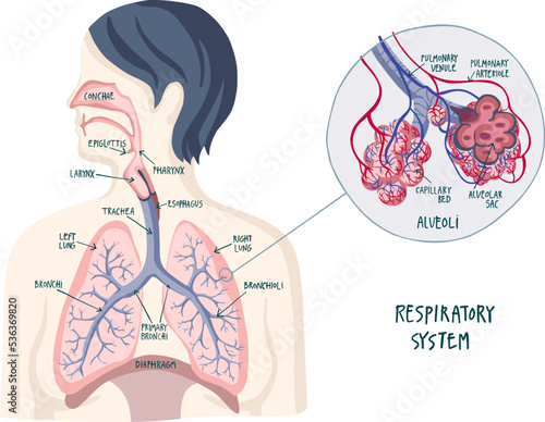 Respiratory System. Anatomy hand drawn illustration.Human Respiratory System.Trachea, lungs and alveoli. Anatomy hand drawn illustration in color. Including labels