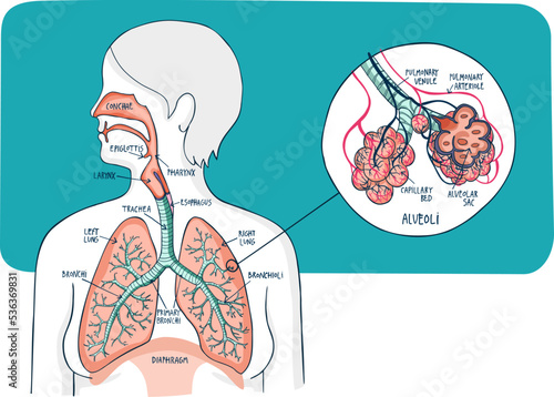 Human Respiratory System.Trachea, lungs and alveoli. Hand drawn illustration in line and color. Including labels