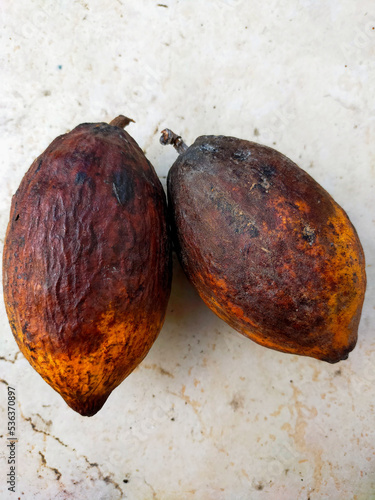 Two rotten Cacao pods on the ground 