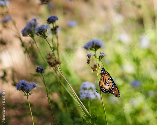 Monarch butterfly on wildflower
