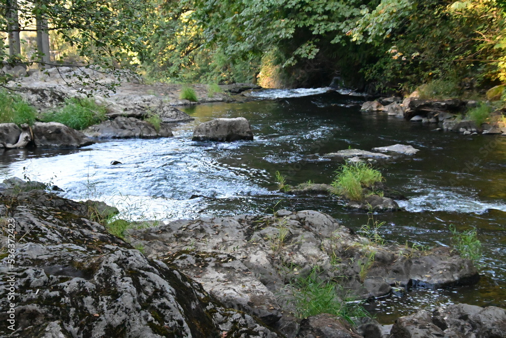 Obraz premium river in the forest
