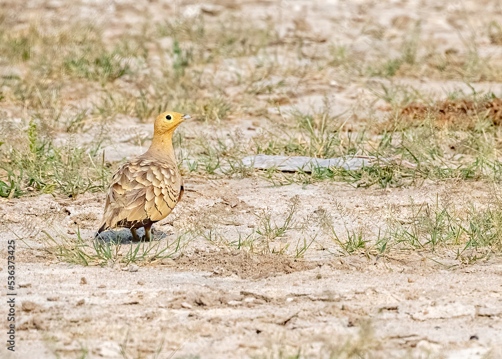 Fototapeta premium A Male Chestnut Sand grouse looking back