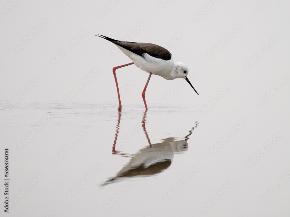 Obraz premium Black-winged Stilt (Himantopus himantopus)