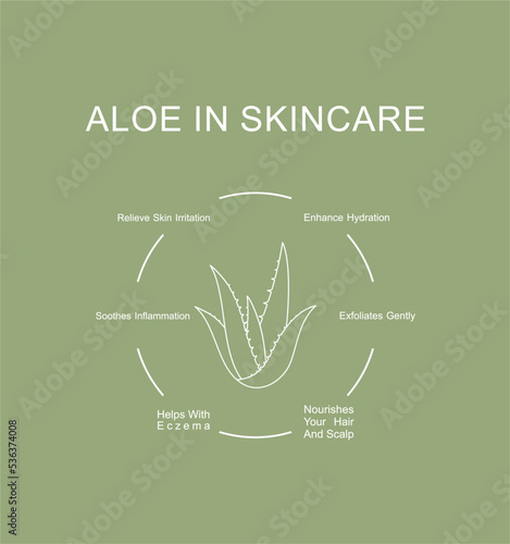 Aloe vera in skincare routine benefits. Infographic design. Vector illustration. 