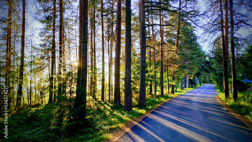 Fototapeta Naklejka Na Ścianę i Meble -  road in the forest