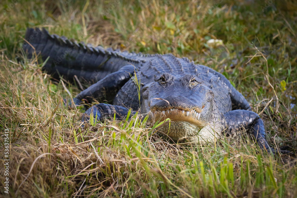 Obraz premium American alligator in Florida resting in grassy area on shore by lake, sunning himself