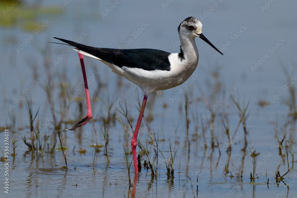 Black-winged Stilt // Stelzenläufer (Himantopus himantopus) - Greece Black-winged Stilt // Stelzenläufer (Himantopus himantopus) - Greece