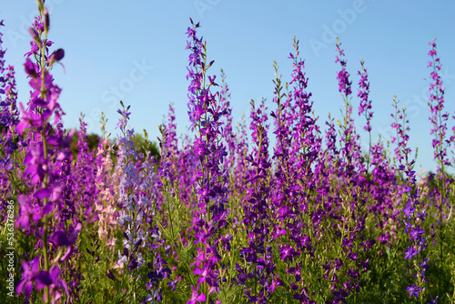 Purple flowers background. Purple flowers in the garden. Wild summer meadow