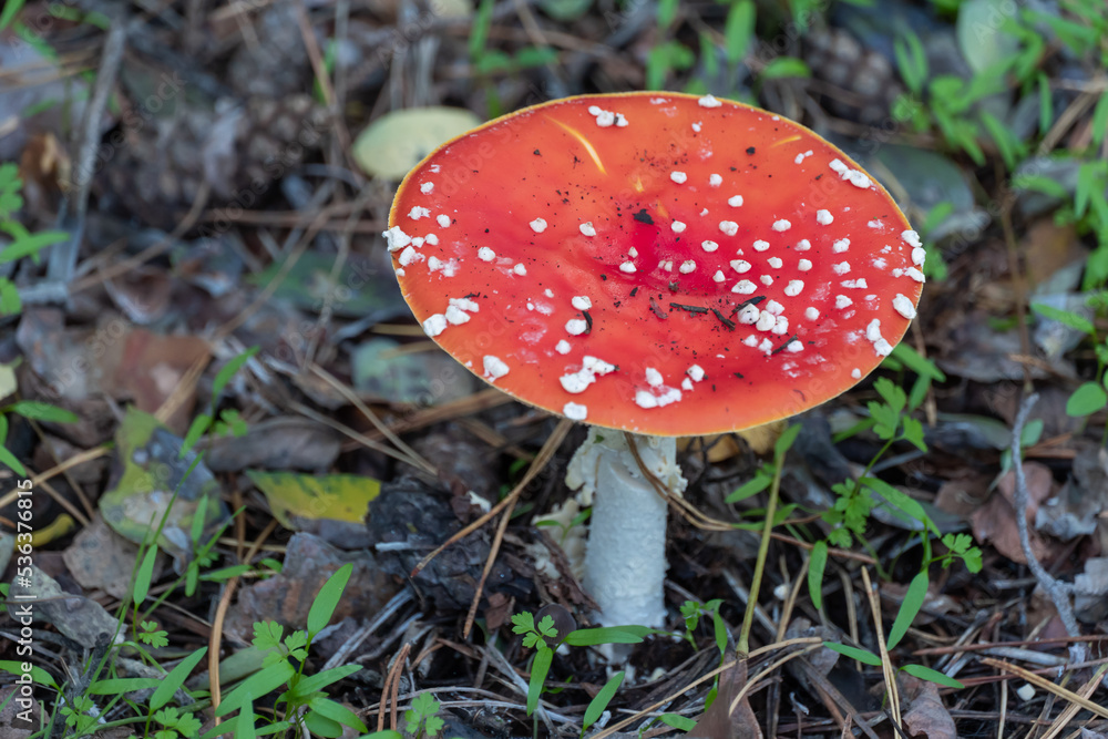 Bright fly agaric wild mushroom growing on forest floor. Amanita muscaria hallucinogenic toxic fungus red cap with white spotted and gilleds. Flyamanita toadstool in autumn time. Mushrooms poisoning. Bright fly agaric wild mushroom growing on forest floor. Amanita muscaria hallucinogenic toxic fungus red cap with white spotted and gilleds. Flyamanita toadstool in autumn time. Mushrooms poisoning.