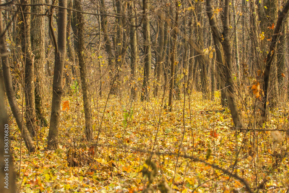 Fototapeta premium Yellowing leaves in autumn season