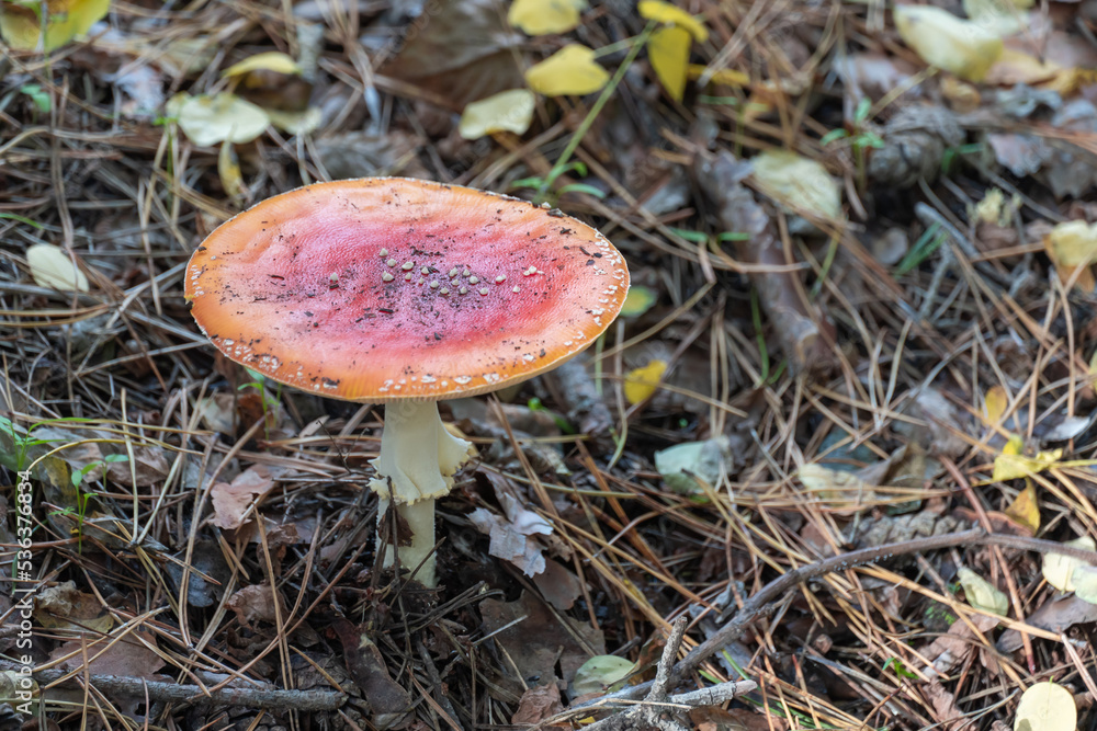 Bright fly agaric wild mushroom growing on forest floor. Amanita muscaria hallucinogenic toxic fungus red cap with white spotted and gilleds. Flyamanita toadstool in autumn time. Mushrooms poisoning. Bright fly agaric wild mushroom growing on forest floor. Amanita muscaria hallucinogenic toxic fungus red cap with white spotted and gilleds. Flyamanita toadstool in autumn time. Mushrooms poisoning.