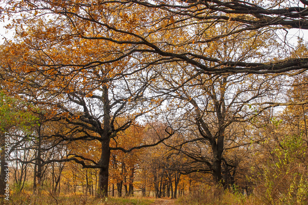 Yellowing leaves in autumn season Yellowing leaves in autumn season
