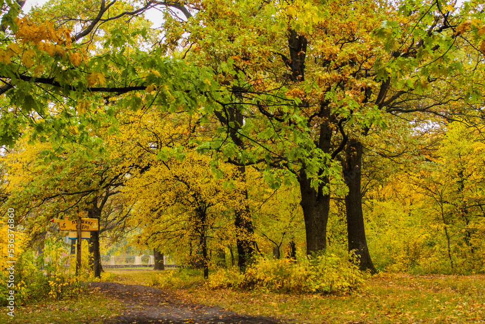 Yellowing leaves in autumn season