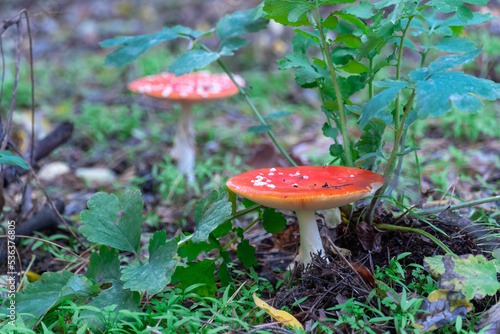 Bright fly agaric wild mushroom growing on forest floor. Amanita muscaria hallucinogenic toxic fungus red cap with white spotted and gilleds. Flyamanita toadstool in autumn time. Mushrooms poisoning. photo