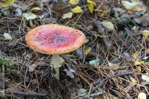 Bright fly agaric wild mushroom growing on forest floor. Amanita muscaria hallucinogenic toxic fungus red cap with white spotted and gilleds. Flyamanita toadstool in autumn time. Mushrooms poisoning.