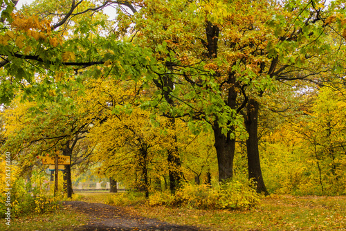 Yellowing leaves in autumn season