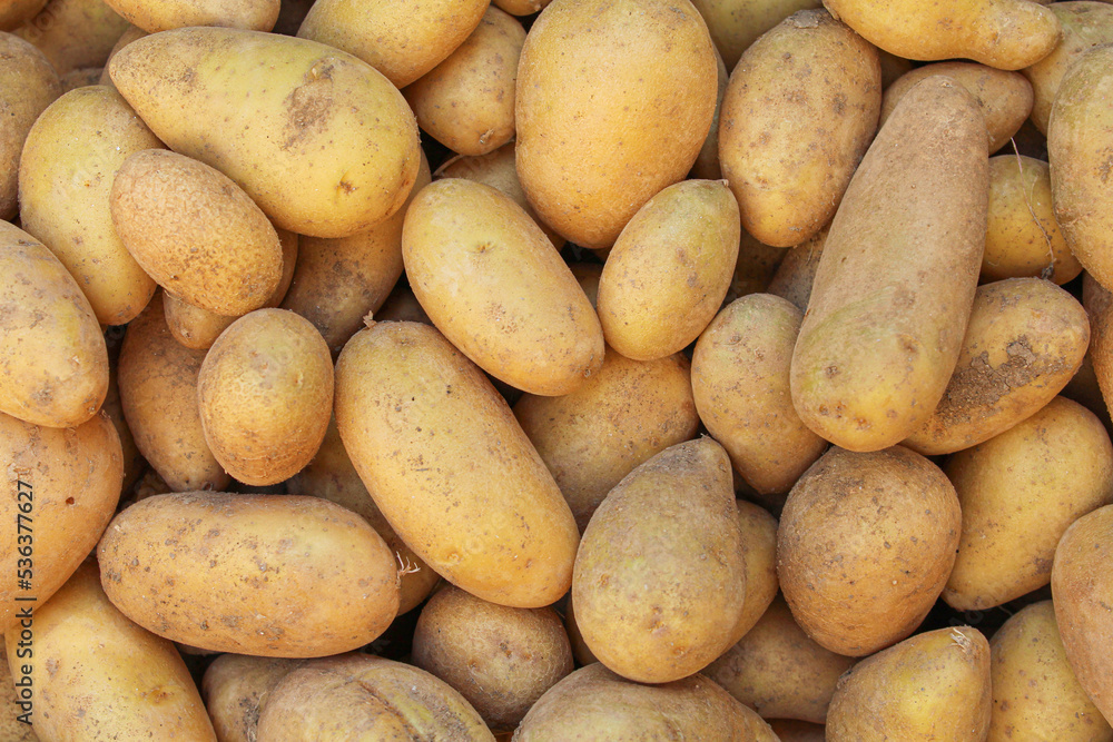 Fresh organic homegrown potatoes background Fresh organic homegrown potatoes background