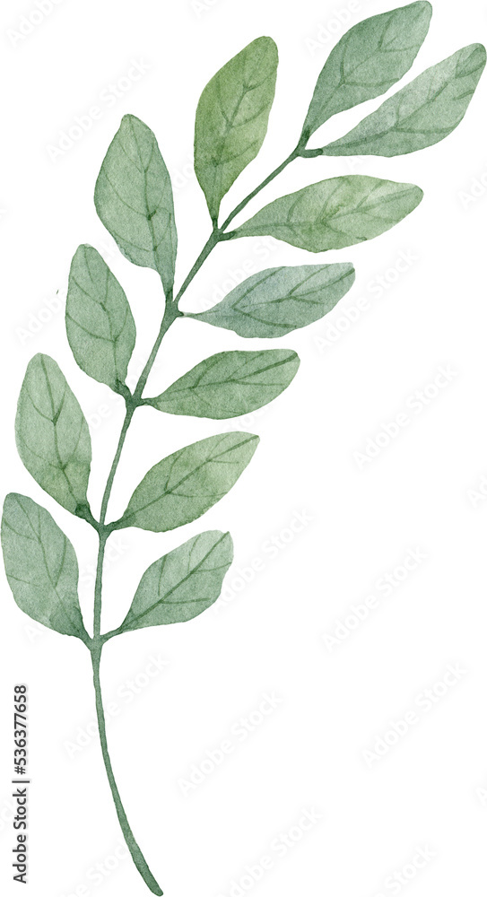 Green herb. Watercolor isolated illustration.