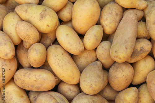 Fresh organic homegrown potatoes background