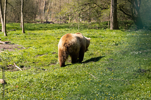 Cute bum of a brown bear that is walking away. Calm wild animal in a park. Beautiful bear also known as Ursus arctos on a green meadow. Small female animal in the nature with a light brown fur.