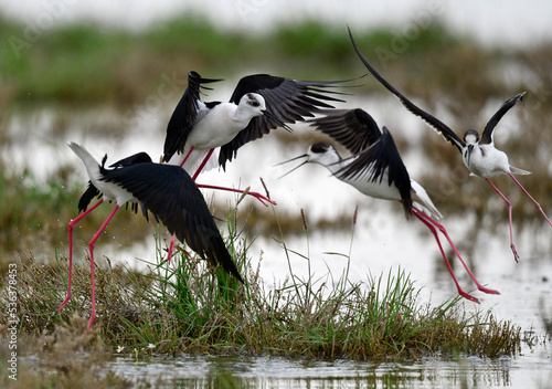 Stelzenläufer // Black-winged Stilt (Himantopus himantopus) - Greece photo