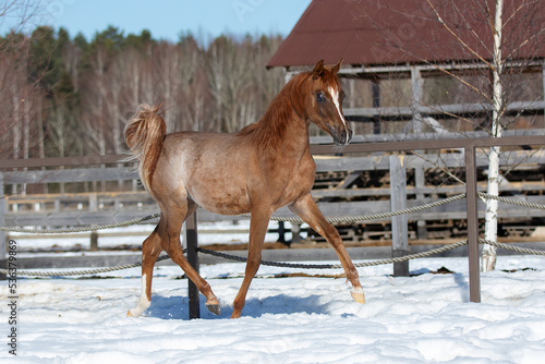 Young pretty arabian horse foal on natural winter background, in motion closeup