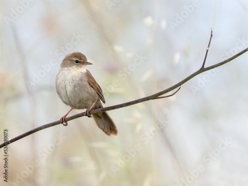 Cetti's Warbler, Cettia cetti