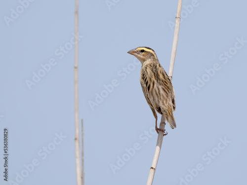 yellow-crowned bishop, euplectes afer, bird, nature, animal, wildlife, beak, wild, branch, fauna, spring, passerine, granivore, avian, ornithology