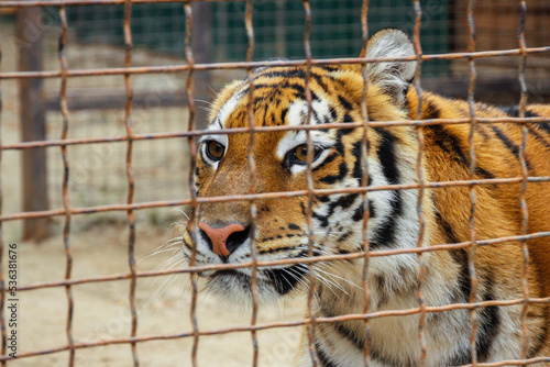 A tiger in a zoo cage