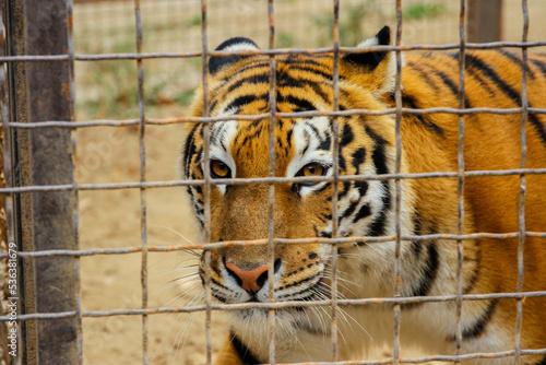 A tiger in a zoo cage