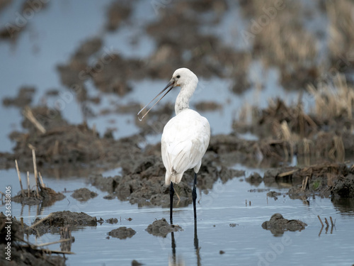 Eurasian Spoonbill (Platalea leucorodia).