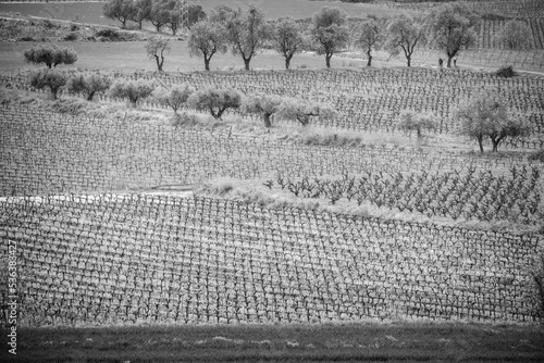 Cultivated fields with vineyards in Vilafranca del Penedes, in Catalonia, Spain. photo