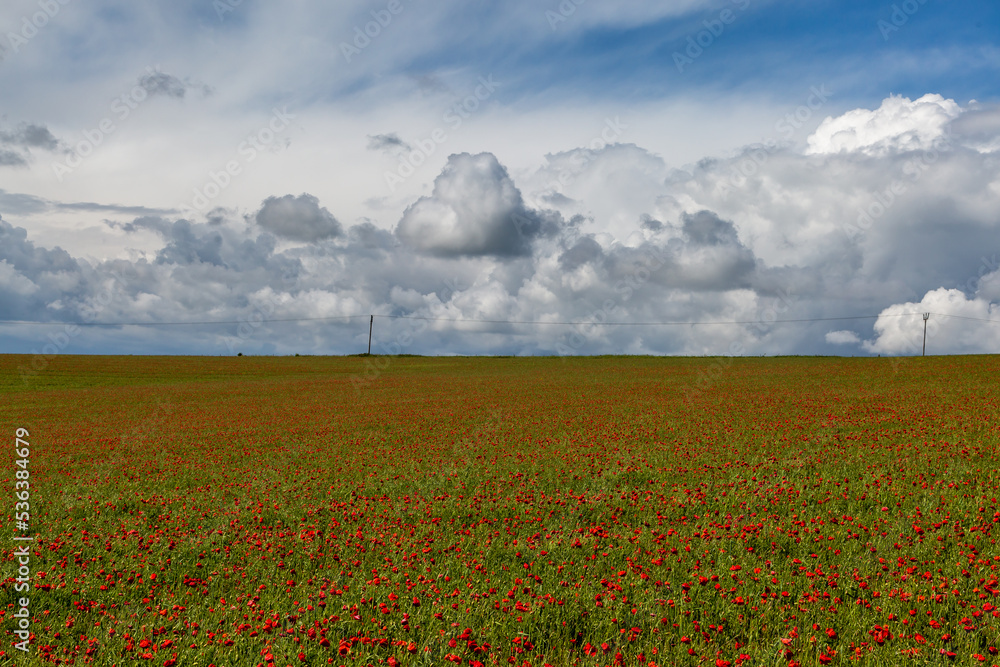 A poppy field in the South Downs, on a sunny early summer's day