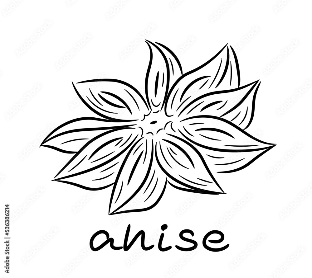 Anise star. Plant, flower, spice. Single element. Drawn by hand. Doodle, sketch, icon. Vector illustration for seasonal design, menu, print. On a white background. Anise star. Plant, flower, spice. Single element. Drawn by hand. Doodle, sketch, icon. Vector illustration for seasonal design, menu, print. On a white background.