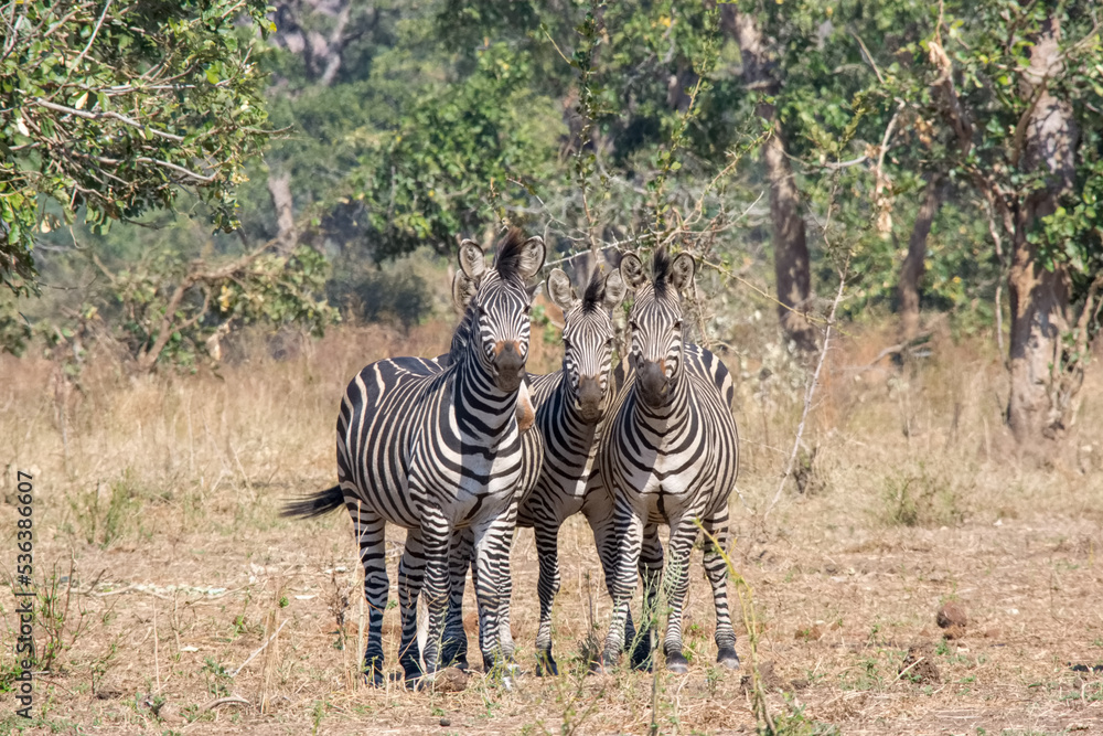 Obraz premium Zebras in Lower Zambezi National Park, Zambia
