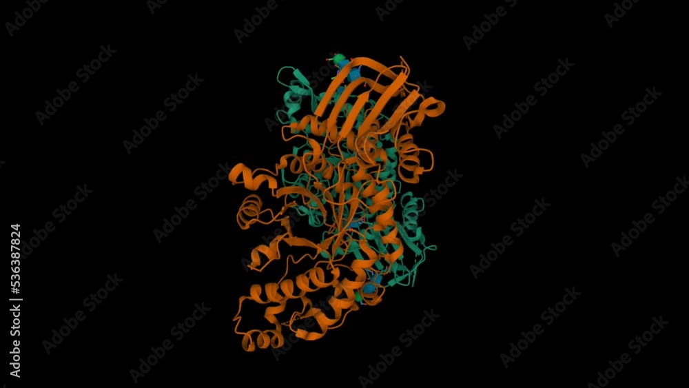 Crystallographic structure of human beta-Hexosaminidase A. Animated 3D cartoon and Gaussian surface models, PDB 2gjx, black background