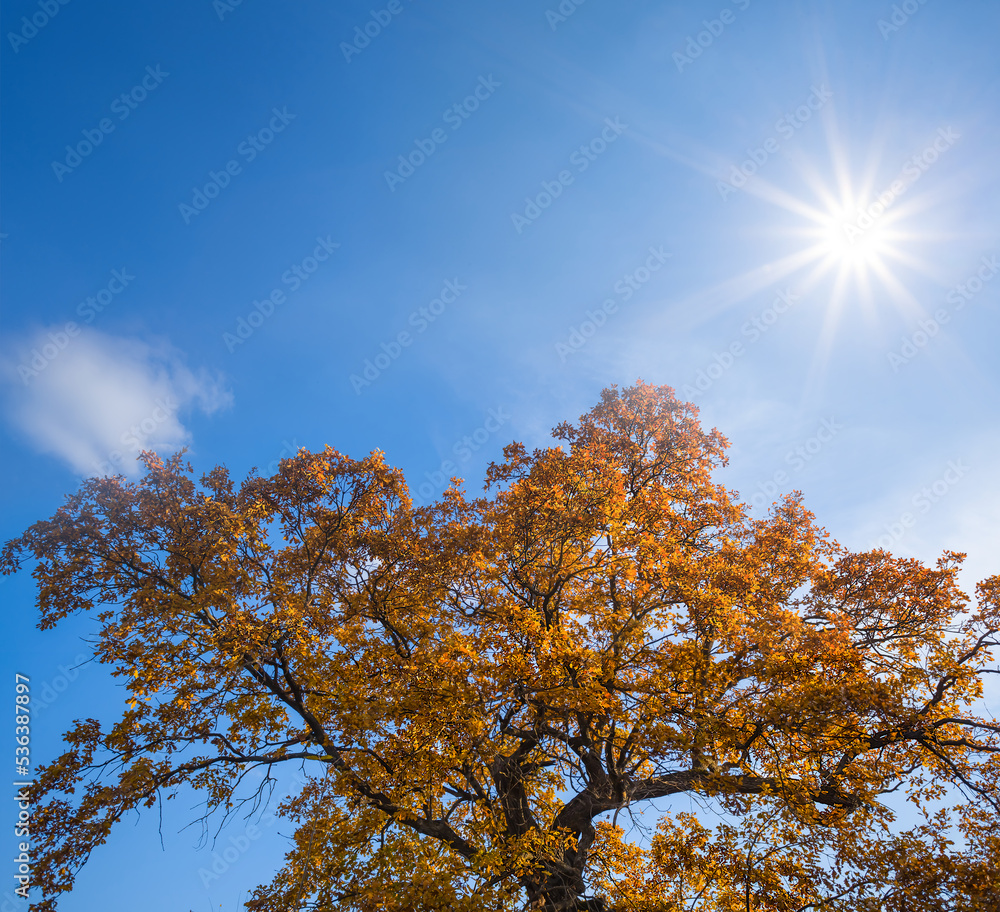 closeup red dry oak tree in light of sparkle sun, natural forest seasonal background