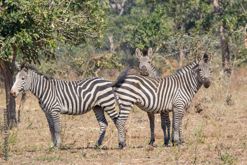 Zebras in Lower Zambezi National Park, Zambia