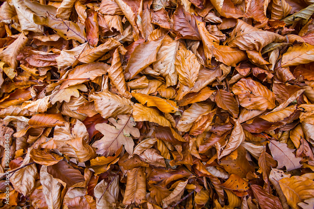 closeup red dry leaves on ground, seasonal natural background closeup red dry leaves on ground, seasonal natural background